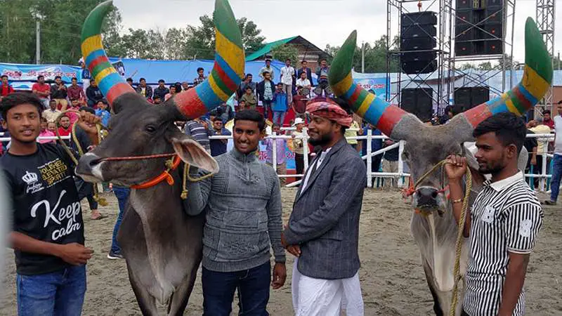 র‍্যাম্পে মডেল হিসেবে হাটবে গরু 